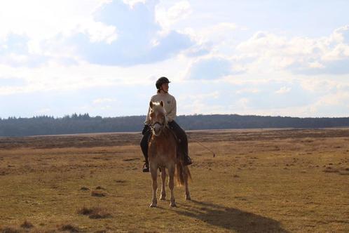 Verzorger bijrijder leaser gezocht! Verzorgpony aangeboden!, Dieren en Toebehoren, Paarden en Pony's | Verzorgingsproducten, Ophalen of Verzenden