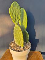 Cactus Prickly Pear p25, Ophalen of Verzenden, Cactus, Volle zon, Minder dan 100 cm