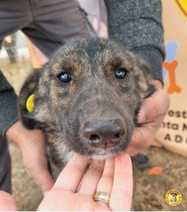 Lieve, knappe Archie ter Adoptie, Dieren en Toebehoren, Honden | Niet-rashonden, Klein, Reu, Particulier, Eén hond, Buitenland