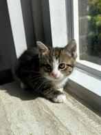 Lieve kittens te koop, Dieren en Toebehoren, Katten en Kittens | Overige Katten, Meerdere dieren