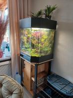 Paludarium met gifkikkers, Dieren en Toebehoren, Reptielen en Amfibieën | Toebehoren, Ophalen, Zo goed als nieuw, Terrarium of Paludarium