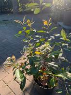 Photinia Red Robin glansmispel, Tuin en Terras, Planten | Struiken en Hagen, Ophalen of Verzenden, Overige soorten