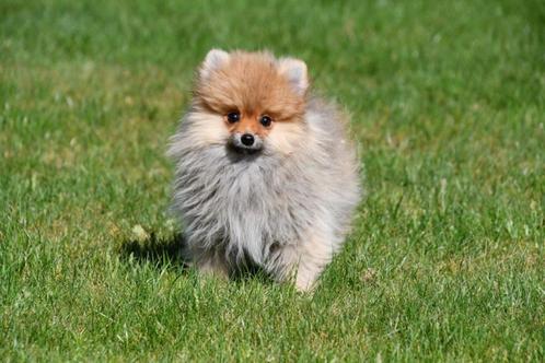 Pomeriaan pups te koop - Dwergkeeshondjes, Dieren en Toebehoren, Honden | Poolhonden, Keeshonden en Oertypen, Reu, Keeshond, Fokker | Professioneel