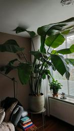 Strelitzia Nicolai - Paradijsvogelplant, Ophalen, Halfschaduw, 200 cm of meer