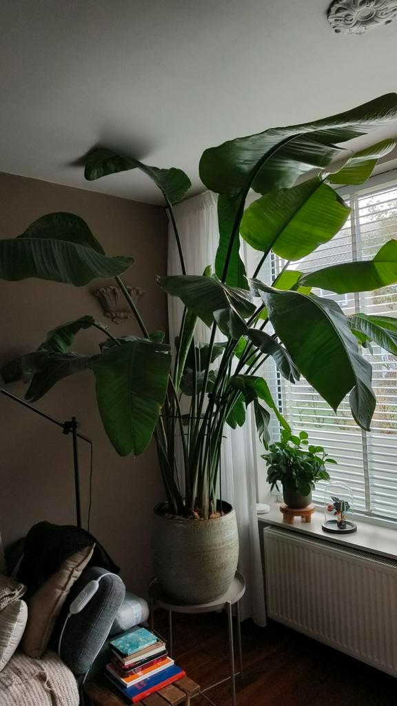 Strelitzia Nicolai - Paradijsvogelplant, Huis en Inrichting, Kamerplanten, 200 cm of meer, Halfschaduw, Ophalen