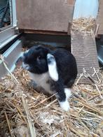 Dekram ter dekking/te koop, Dieren en Toebehoren, Mannelijk, Dwerg, Hangoor, 0 tot 2 jaar