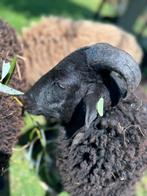 Rammetje Doerak, Ouessant ram, Dieren en Toebehoren, Mannelijk, Schaap