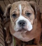 TK prachtige Old Englisch Bulldog pup, Dieren en Toebehoren, Honden | Bulldogs, Pinschers en Molossers, Bulldog, Meerdere, Meerdere dieren