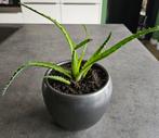 Aloë arborescens stek - in pot, Tuin en Terras, Ophalen, Vaste plant