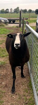 Mooie zwart bles ram, Dieren en Toebehoren, Mannelijk, Schaap