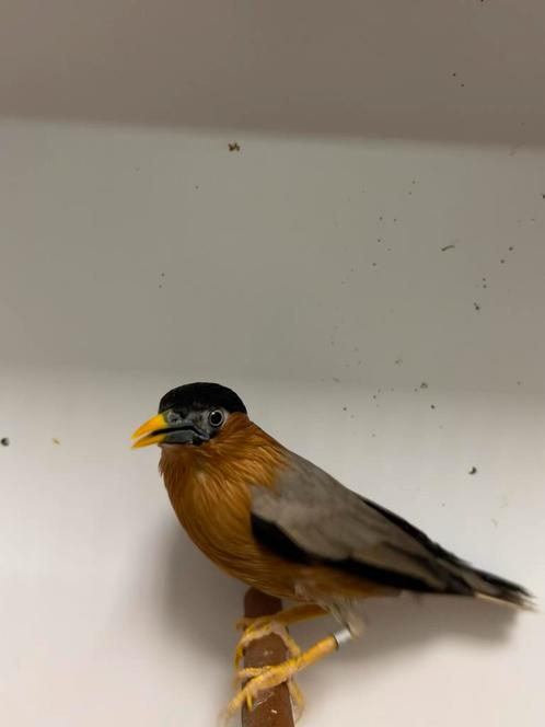 1-1-3 pagode spreeuwen, Dieren en Toebehoren, Vogels | Overige Vogels, Tropenvogel, Meerdere dieren