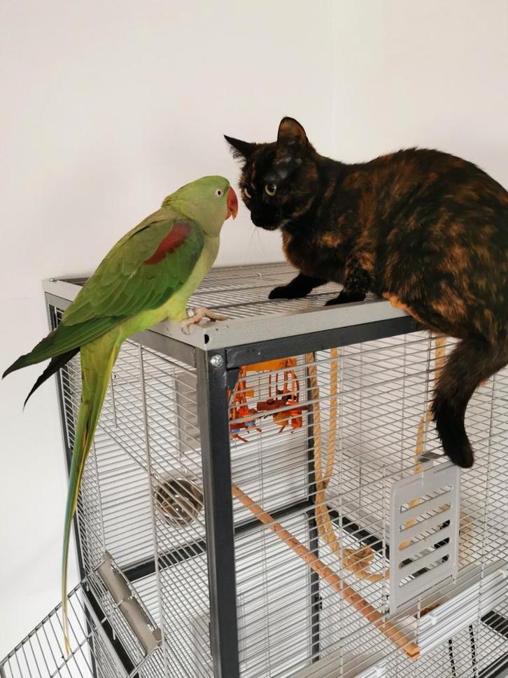 Alexander Pop Bella, Dieren en Toebehoren, Vogels | Parkieten en Papegaaien, Papegaai, Vrouwelijk