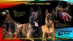 Nestaankondiging - FCI Mechelse herder pups uit IGP lijn, Dieren en Toebehoren, Honden | Herdershonden en Veedrijvers, CDV (hondenziekte)