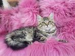 Lieve Maine Coone x Noorse boskat  kittens te koop, Poes, Langharig, 0 tot 2 jaar