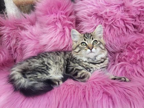 Lieve Maine Coone x Noorse boskat  kittens te koop, Dieren en Toebehoren, Katten en Kittens | Overige Katten, Langharig, Poes