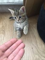 Europeese korthaar kittens te koop, Dieren en Toebehoren, Meerdere dieren, Kortharig, 0 tot 2 jaar