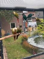 Pyrrhura’s, Dieren en Toebehoren, Vogels | Parkieten en Papegaaien