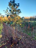 Meerstammige Amberboom, Ophalen, Volle zon, Overige soorten