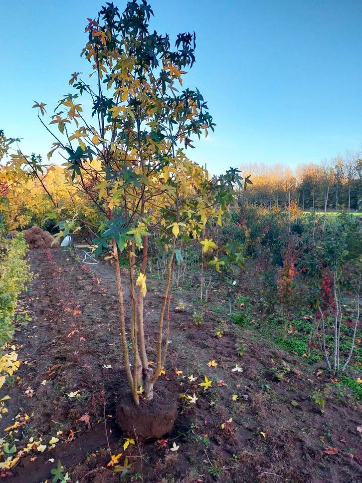 Meerstammige Amberboom, Tuin en Terras, Planten | Bomen, Overige soorten, Volle zon, Ophalen
