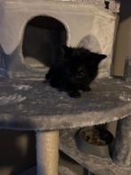 Kater, Dieren en Toebehoren, Katten en Kittens | Overige Katten, Kater, Kortharig, 0 tot 2 jaar