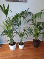 Howea fosteriana (Kentia palm), Huis en Inrichting, Kamerplanten, Ophalen, Palm, Halfschaduw, 100 tot 150 cm