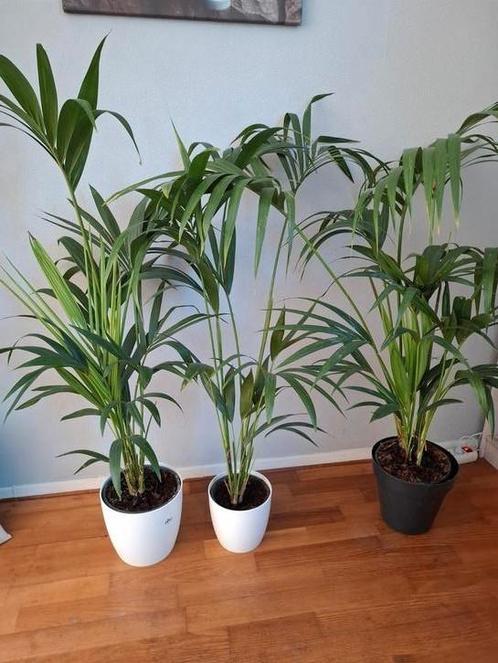 Howea fosteriana (Kentia palm), Huis en Inrichting, Kamerplanten, Palm, 100 tot 150 cm, Halfschaduw, Ophalen