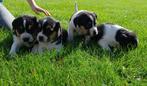 Boerenfox pups, Dieren en Toebehoren, Honden | Jack Russells en Terriërs, 8 tot 15 weken, CDV (hondenziekte), Meerdere, Nederland
