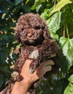 Lagotto Romagnolo pups, Dieren en Toebehoren, Rabiës (hondsdolheid), 8 tot 15 weken, Eén hond, Nederland