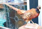opgezette vogel een Fazant, Ophalen of Verzenden, Zo goed als nieuw, Vogel, Opgezet dier