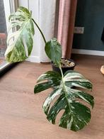 Monstera Variegata, Huis en Inrichting, Kamerplanten, Ophalen, Overige soorten, Halfschaduw, Minder dan 100 cm