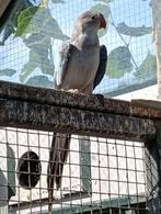 Prinses van wales parkiet, Dieren en Toebehoren, Geslacht onbekend, Parkiet, Geringd