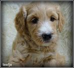 Labradoodle pups medium, Nederland, Overige rassen, 8 tot 15 weken, CDV (hondenziekte)