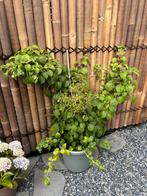 2 x klimhortensia, Ophalen, Zomer, Overige soorten, Volle zon