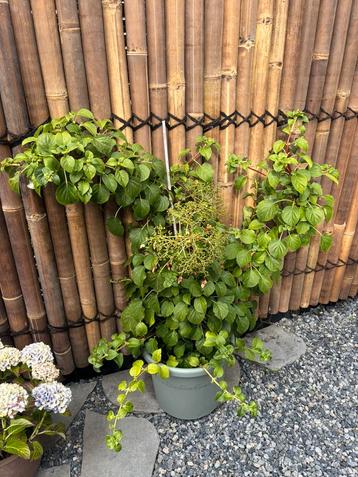 2 x klimhortensia beschikbaar voor biedingen
