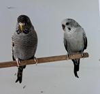 Grasparkieten  bf  bw, Dieren en Toebehoren, Meerdere dieren, Parkiet, Geringd