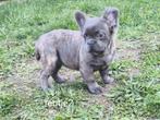 Franse buldog pups  (fluffy), Dieren en Toebehoren, Honden | Bulldogs, Pinschers en Molossers, Particulier, Rabiës (hondsdolheid)