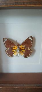 Vlinder in lijst, Ophalen of Verzenden