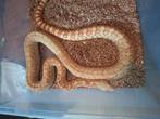 Bullsnake man ruil of koop, Slang, 3 tot 6 jaar