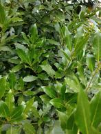 Verse laurier, Ophalen of Verzenden, Nieuw
