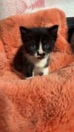 Kitten