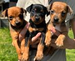 Dwergpinscher pups mogen nestje verlaten!, Dieren en Toebehoren, Honden | Bulldogs, Pinschers en Molossers, Overige rassen, 8 tot 15 weken