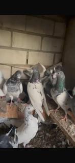 Mooi duven, Dieren en Toebehoren, Mannelijk