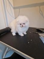 Prachtige dwergkees/pomeranian/pomeriaan pup, Dieren en Toebehoren, Keeshond, 8 tot 15 weken, Teef, Eén hond