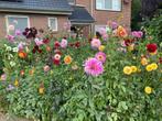 Dahlia knollen Mengsel diverse kleuren Actie voor Kika, Tuin en Terras, Ophalen of Verzenden, Voorjaar, Volle zon, Knol