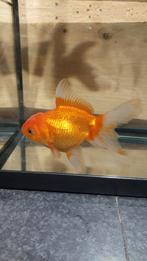 Oranda goudvis, Dieren en Toebehoren, Goudvis(sen)
