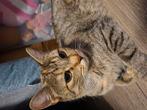 Lieve Nala zoekt gouden mandje, Dieren en Toebehoren, Katten en Kittens | Overige Katten, Poes, Kortharig, 0 tot 2 jaar
