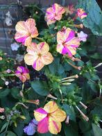 Zaden van de “Wonderbloem” Mirabilis Jalapa ‘Harlequin’, Tuin en Terras, Bloembollen en Zaden, Ophalen of Verzenden, Zaad