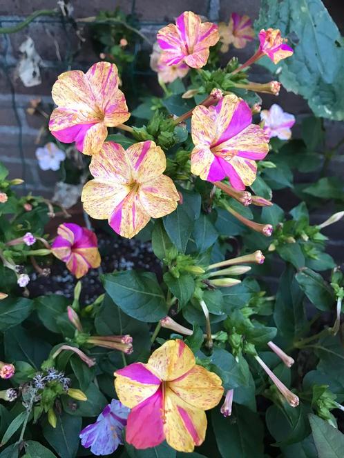 Zaden van de “Wonderbloem” Mirabilis Jalapa ‘Harlequin’, Tuin en Terras, Bloembollen en Zaden, Zaad, Ophalen of Verzenden