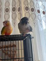 2 pyrrhuras met een mega kooi, Dieren en Toebehoren, Mannelijk, Parkiet