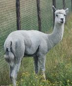 Alpaca te koop, Dieren en Toebehoren, Overige Dieren, Juni, Mannelijk
